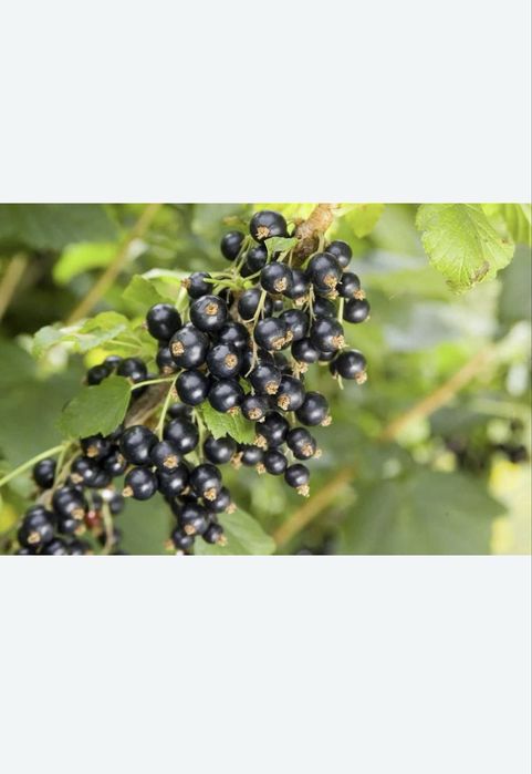 Смородина кучат сотилади 15 миндан