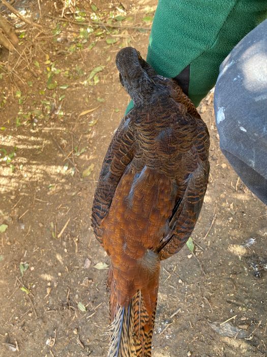 Червенозлатни фазани