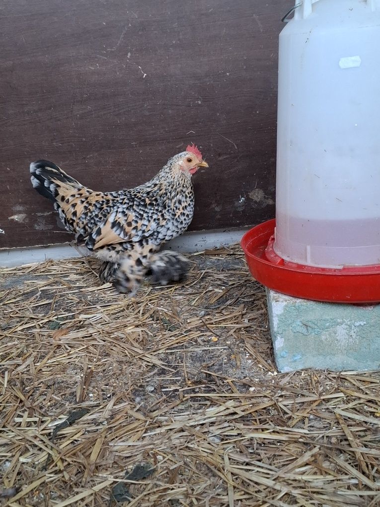 De vânzare 2 găini pitici rasa Mii de flori