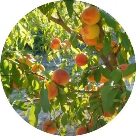 Piersici pitici Triumf