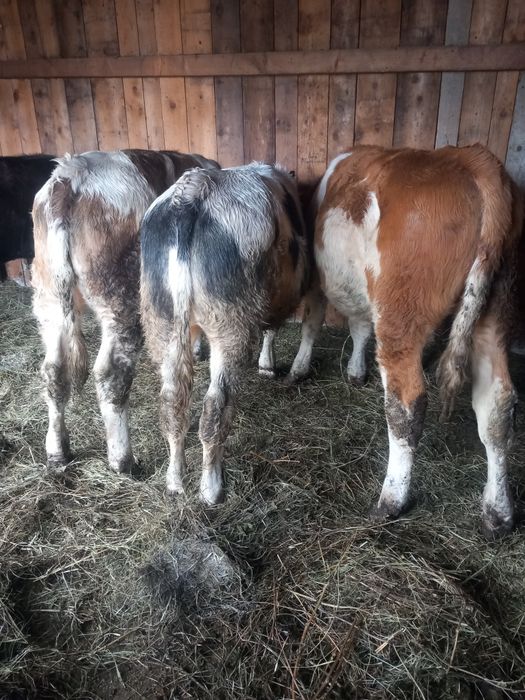 De vinzare 3 tauraşi