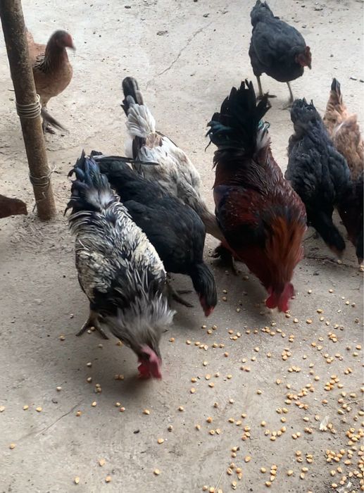 Домашний куры на продажу!