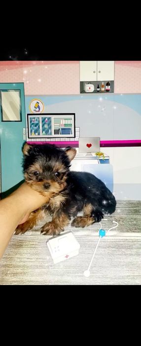 Йоркширски териер мини ЖЕНСКИ