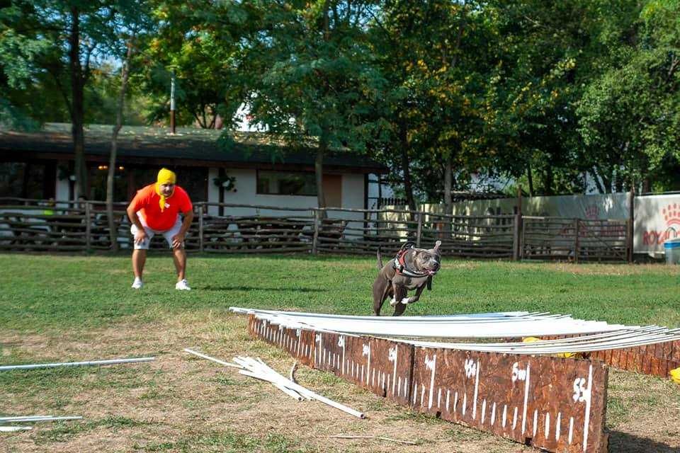 Dresaj Canin si Pensiune canina