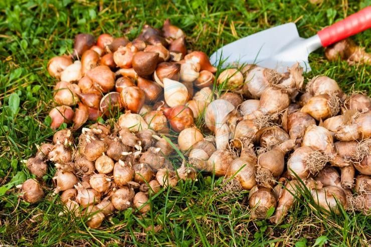 Луковици лалета, нарциси, кокичета есенен минзухар, зюмбюл ,50  стотин