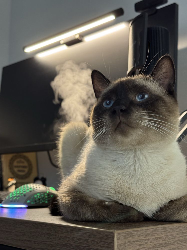 Сиамский кот для вязки