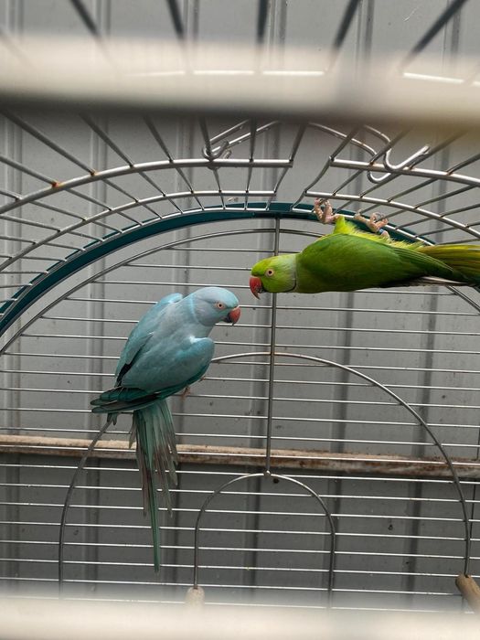 Vand papagali si canari