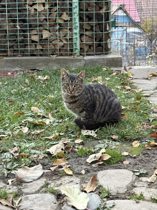 donez 5 puiuti de pisicuță