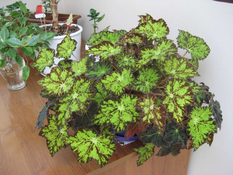 Canon PowerShot SD600