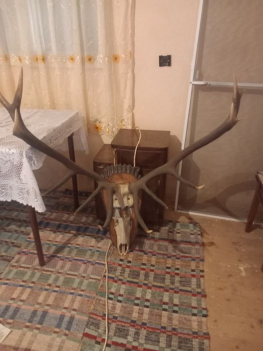 Trofeu de cerb cu craniu inclus