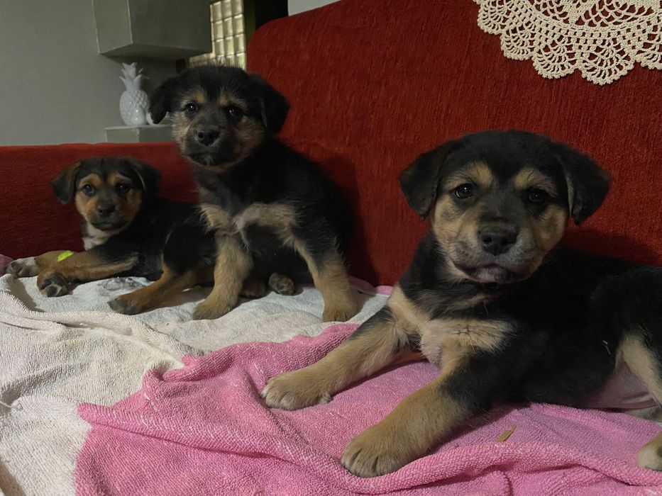 Cățeluși simpatici