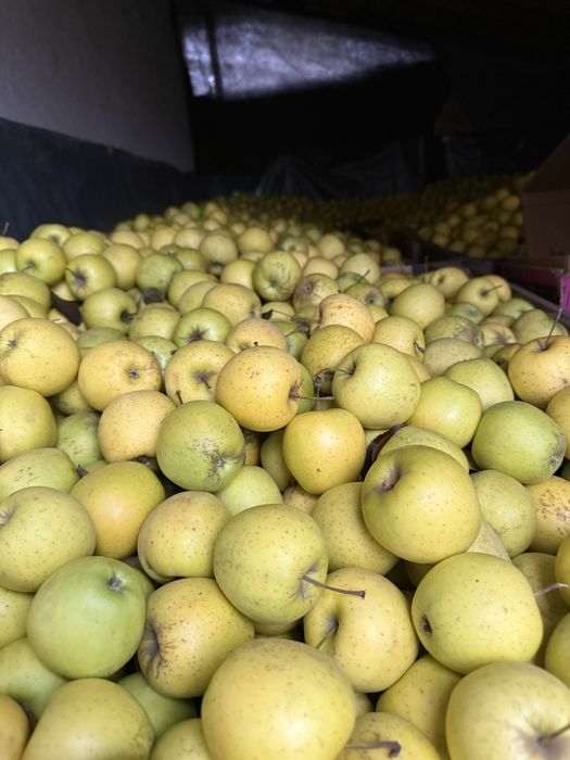 Mere golden de vanzare