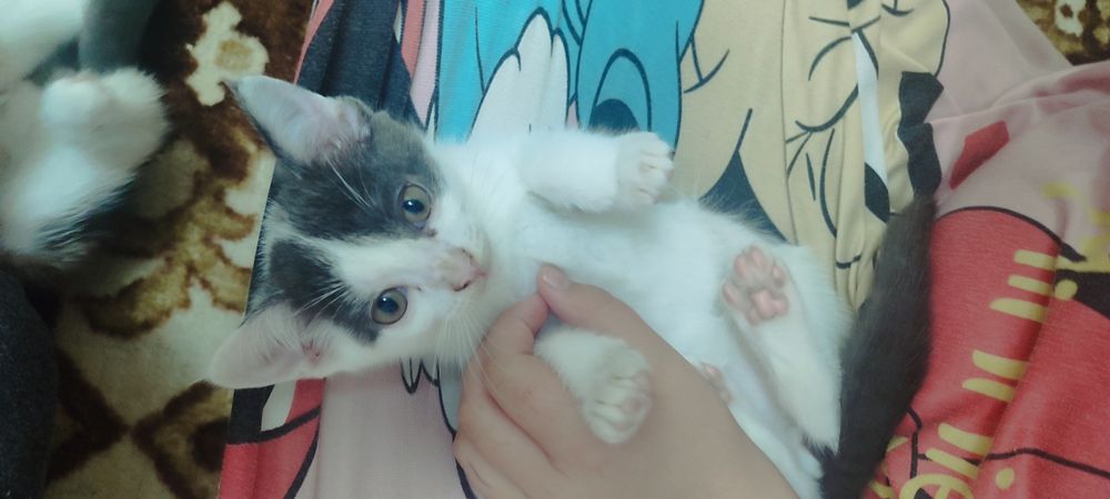 Отдам котят, к лотку приучены
