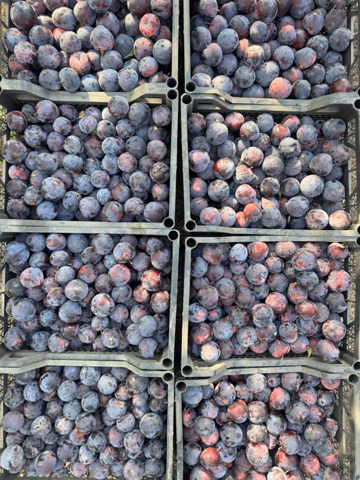 Продам сливу оптом