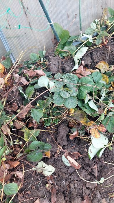 Plante/stoloni de căpșuni