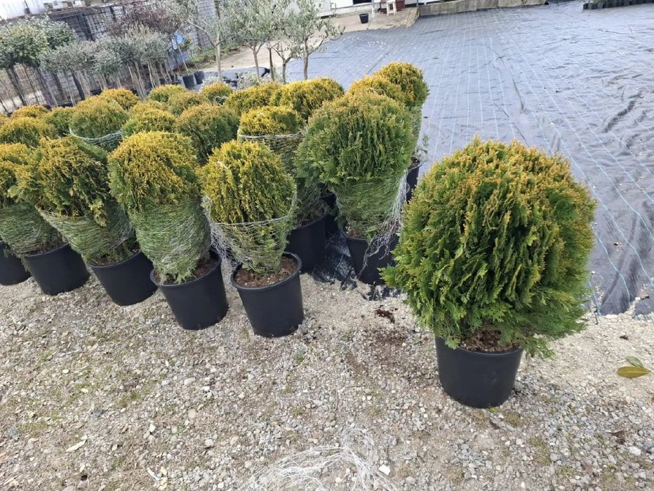 Vând plante ornamentale de înaltă calitate