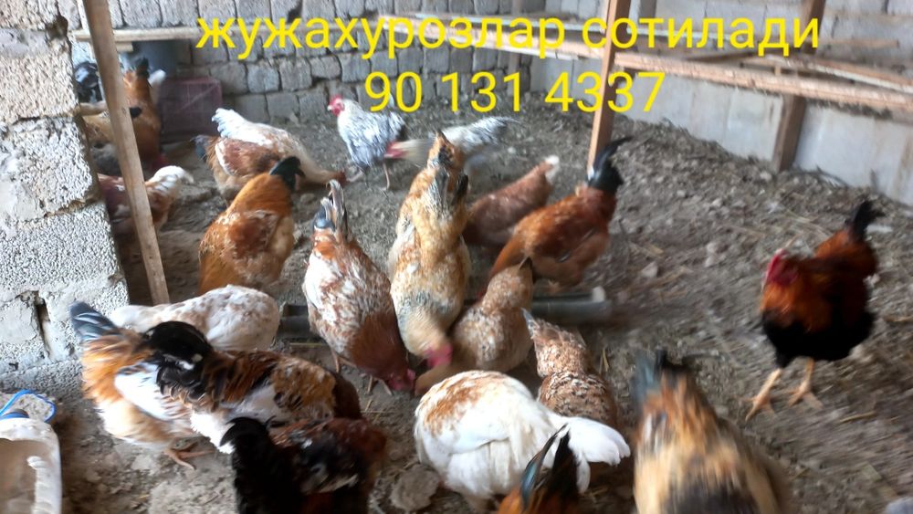 Хорозлар сотилади