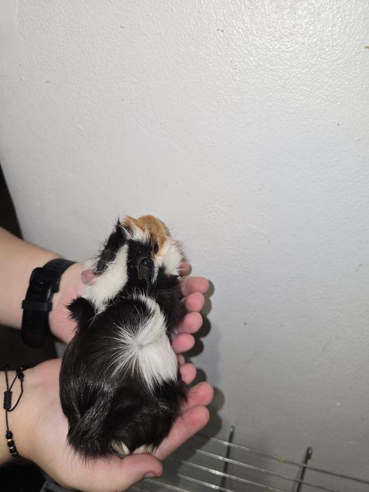 Porcusori de guineea