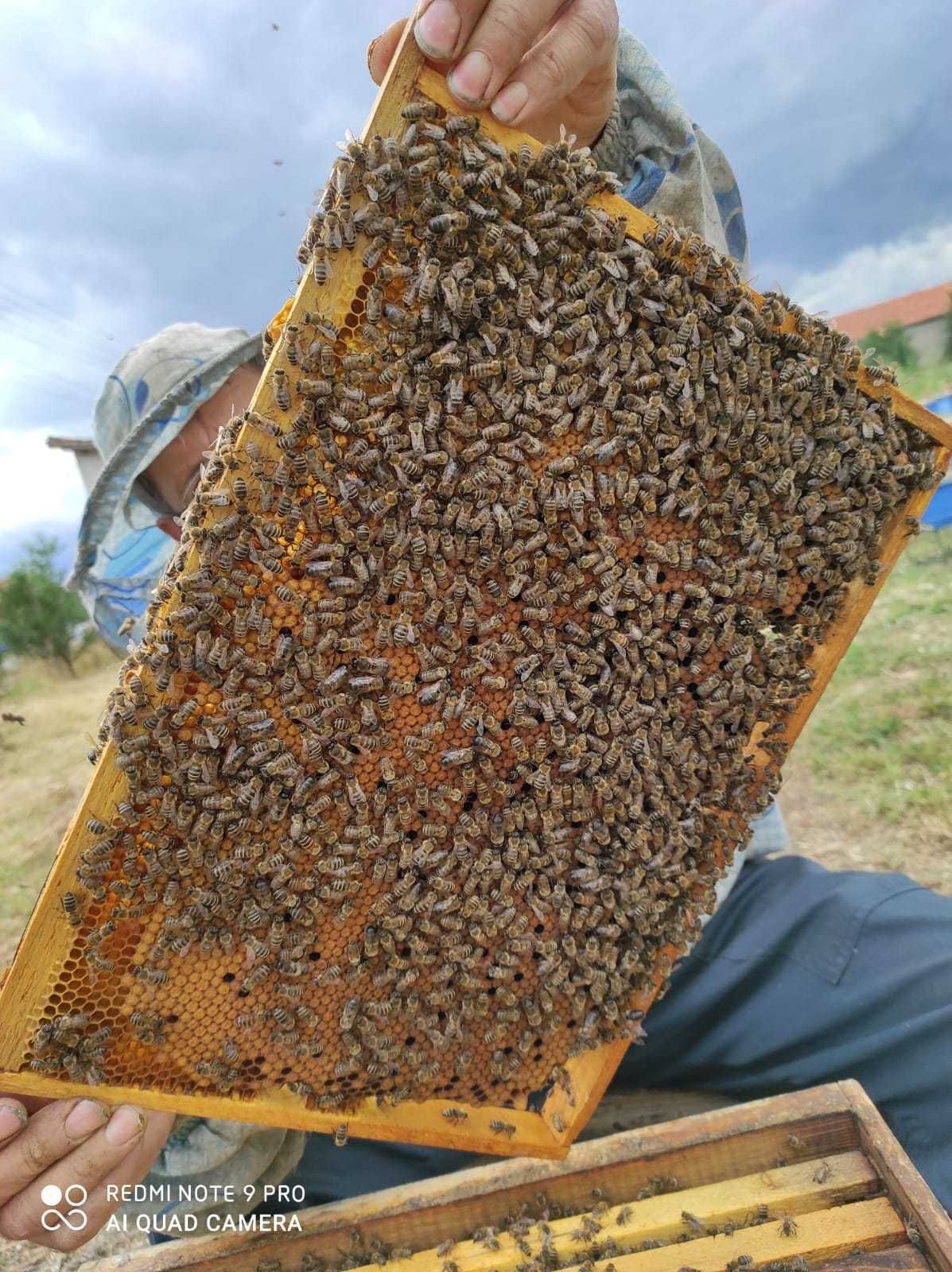 Пчелни отводки Дадан Блат