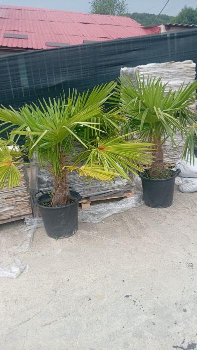 Plante ornamentale aclimatizate la ghiveci