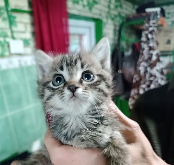 Котята , отдам в хорошие руки
