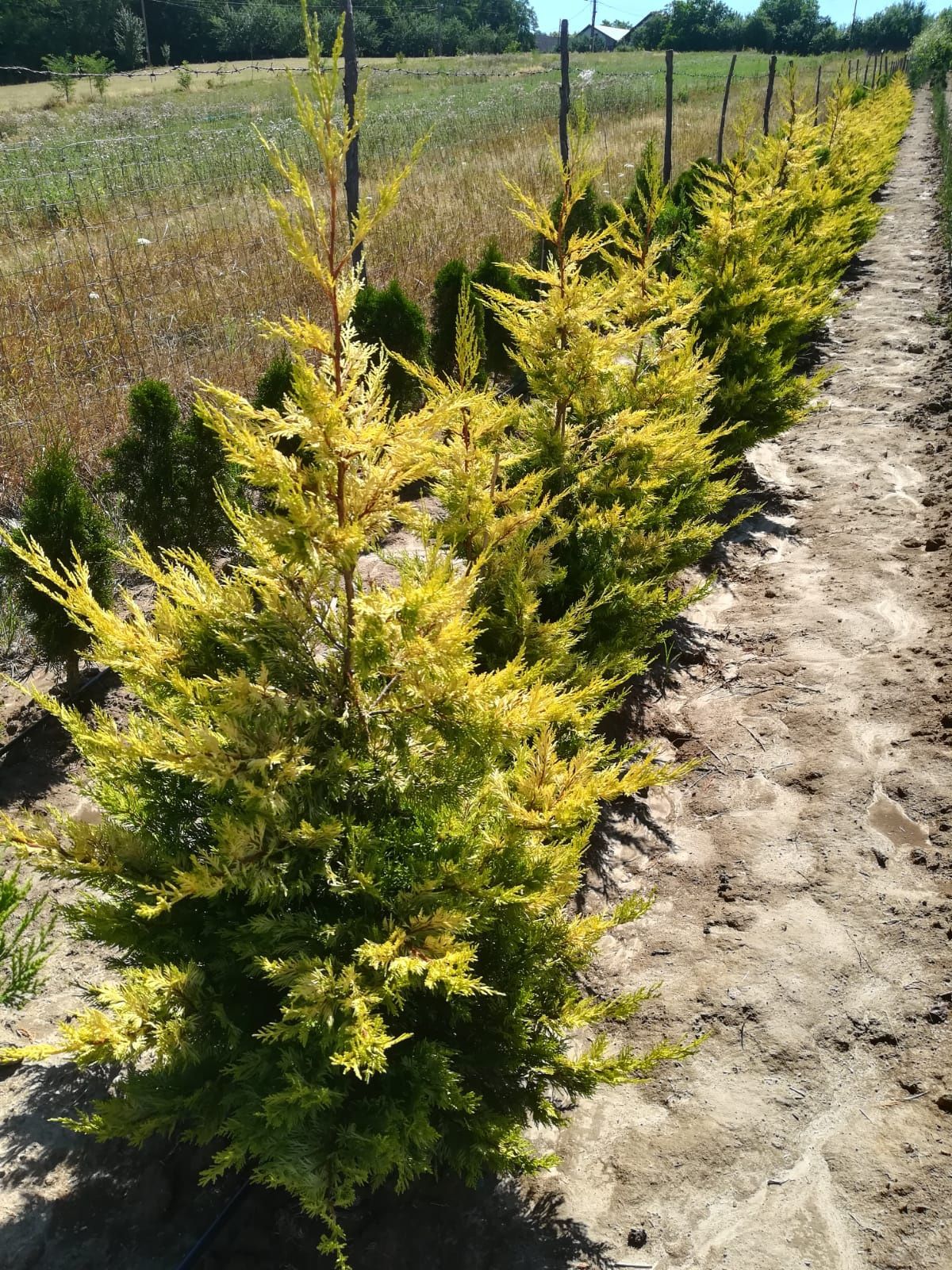 Chiparos Leylandii,Leyland,Leylandi ,Leiland