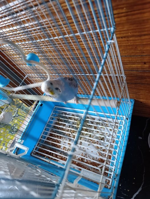 Попугай с клеткой