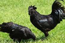 Uxayler ayam semani