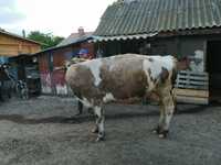 Vaca de vânzare Baltata Romaneasca