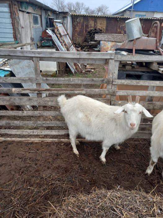 Ешкілер сатылады