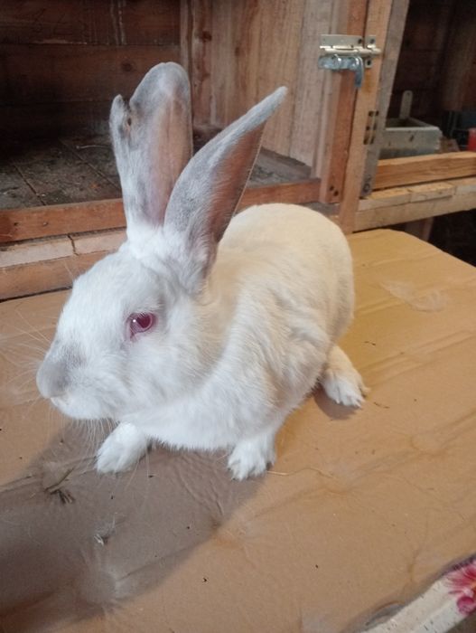 De vânzare iepuri de casa