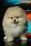 Pui Pomeranian femela