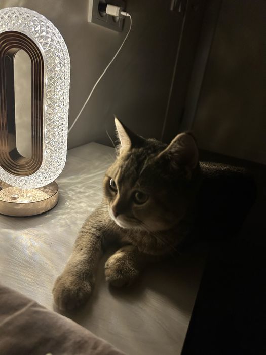 Британец шиншилла gold shaded окраса 3,5 месяца