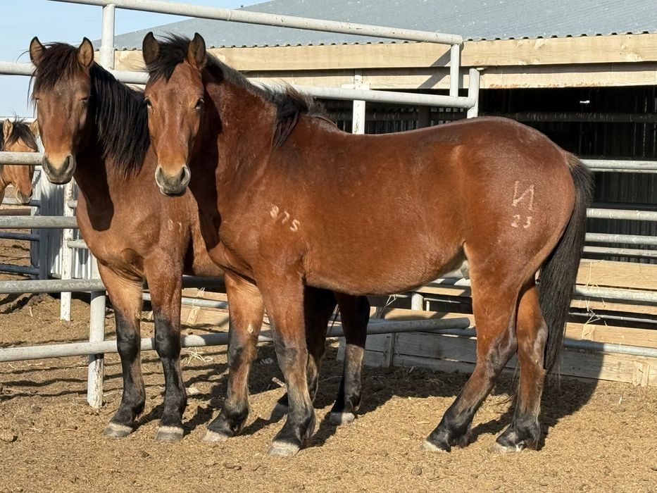 Айғыр айгыр жеребец