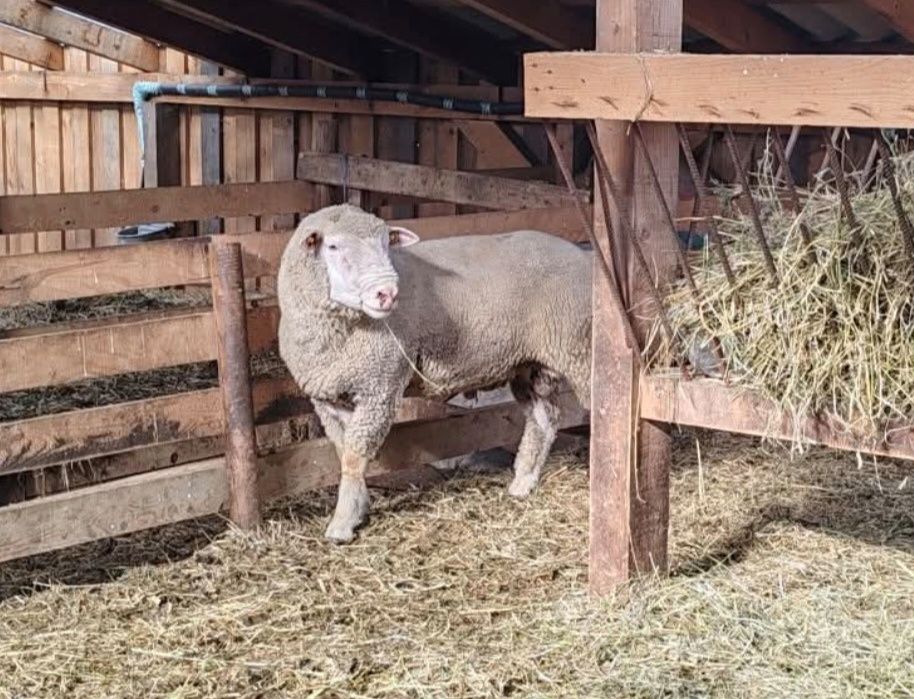 Ile de france si cap negru german