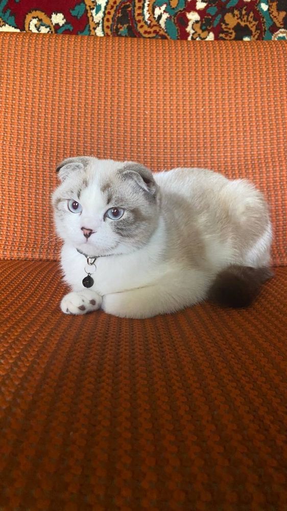 Кошка продаёться