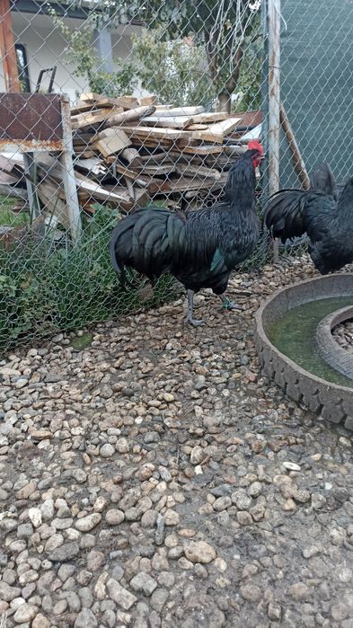 Vand  cocosi australorp