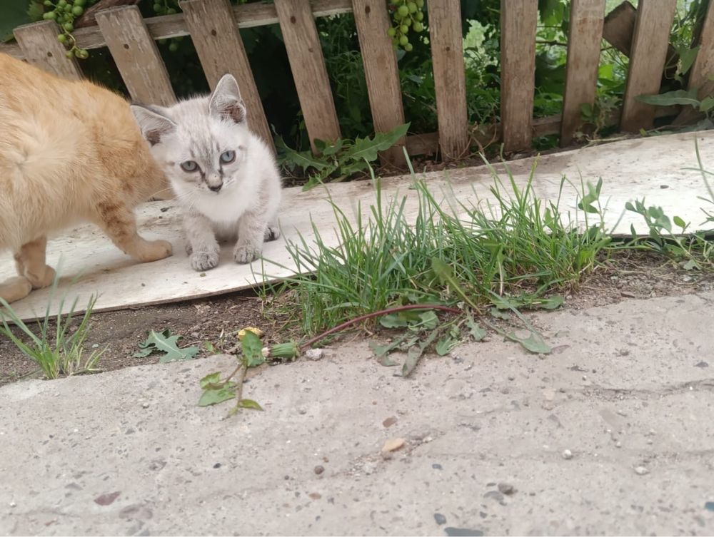 Котята ищут дом. Мальчики