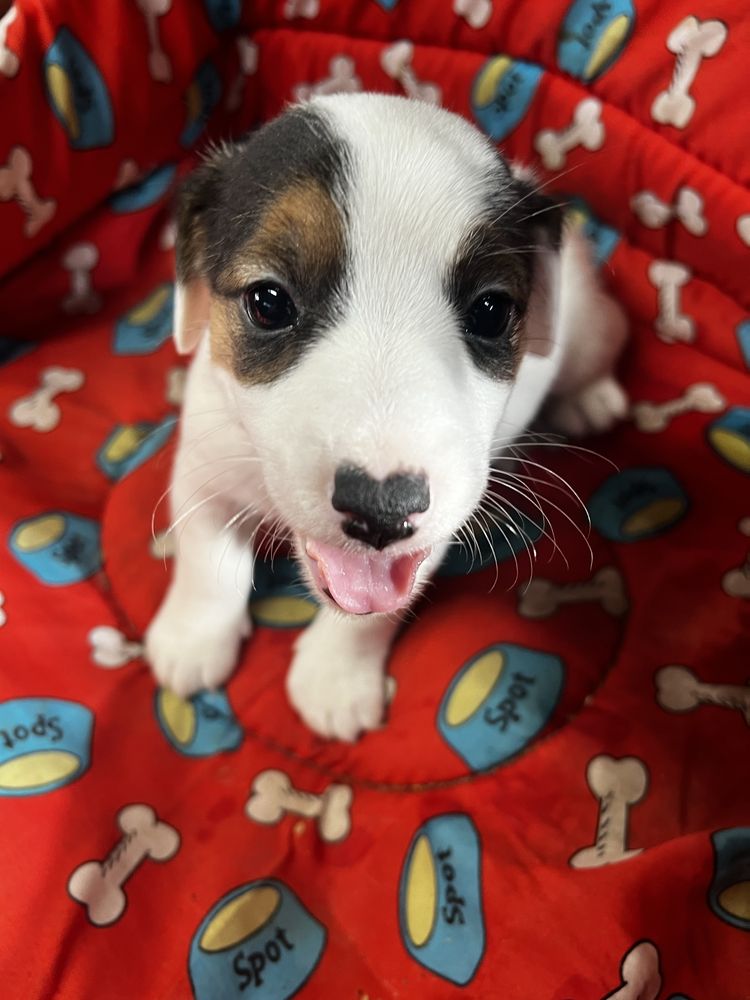 Jack russell terrier