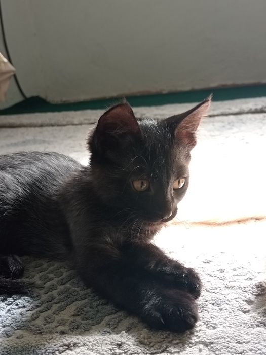 4 oylik mushukchalar mehribon qo‘llarga beriladi.