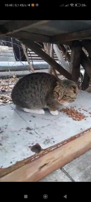 Котик британец,5 мес.в добрые руки