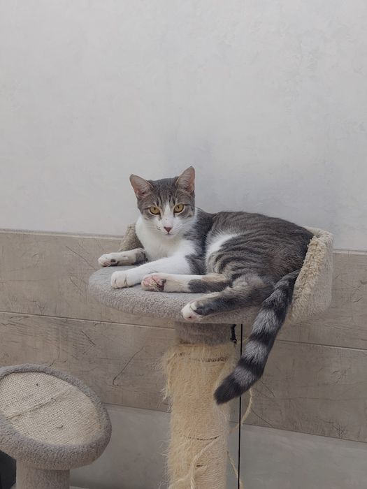 Кот мальчик кастрированный