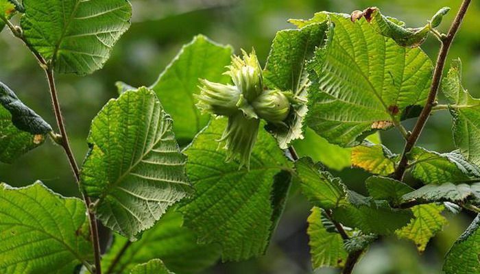 Фундук кучатлари сотилади