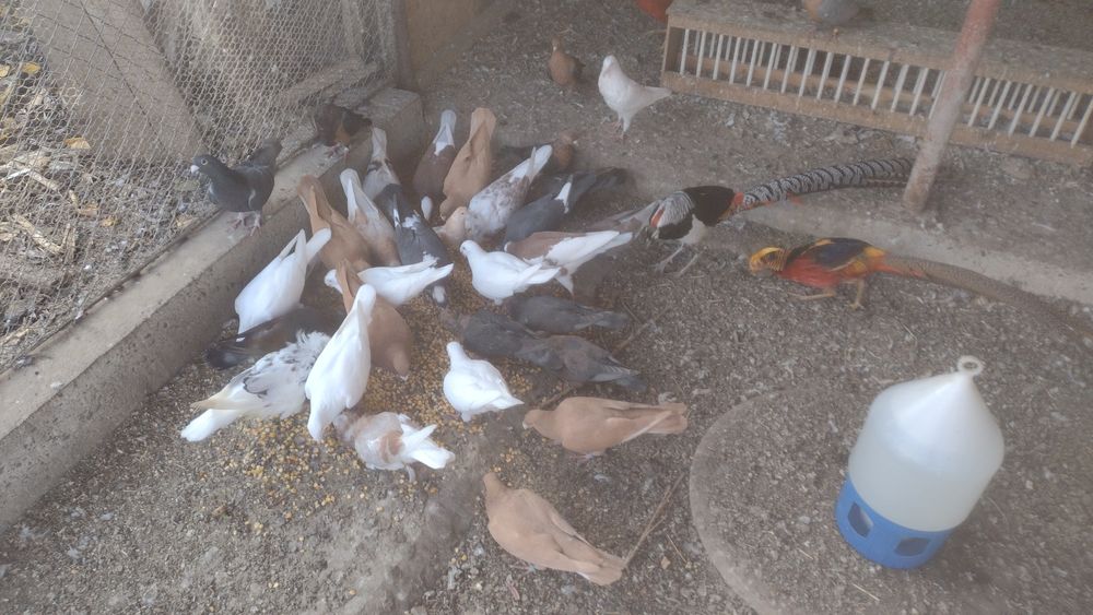 Cocoși,găini , porumbei,fazani.