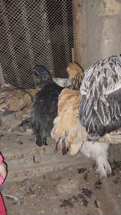 Бамо ва хонаки йирик жужала