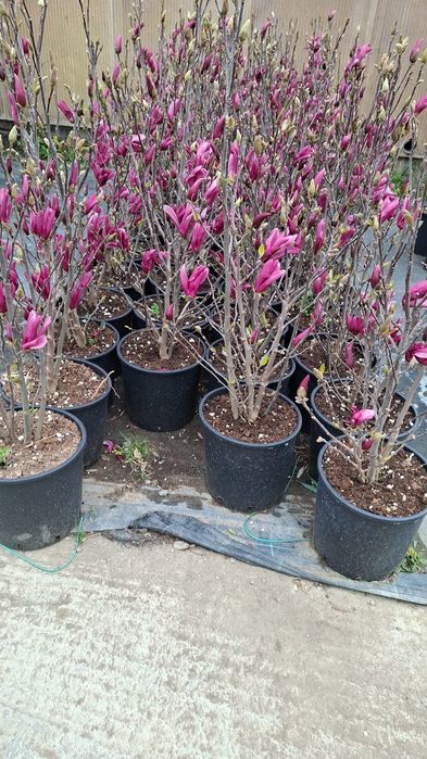 Vând plante ornamentale