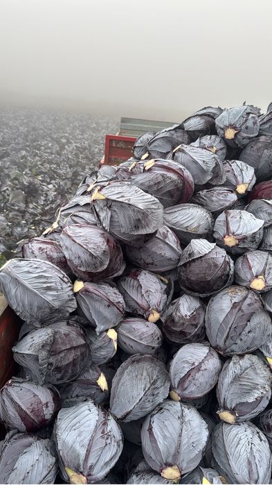 Varza de pastrare rosie Varza rosie