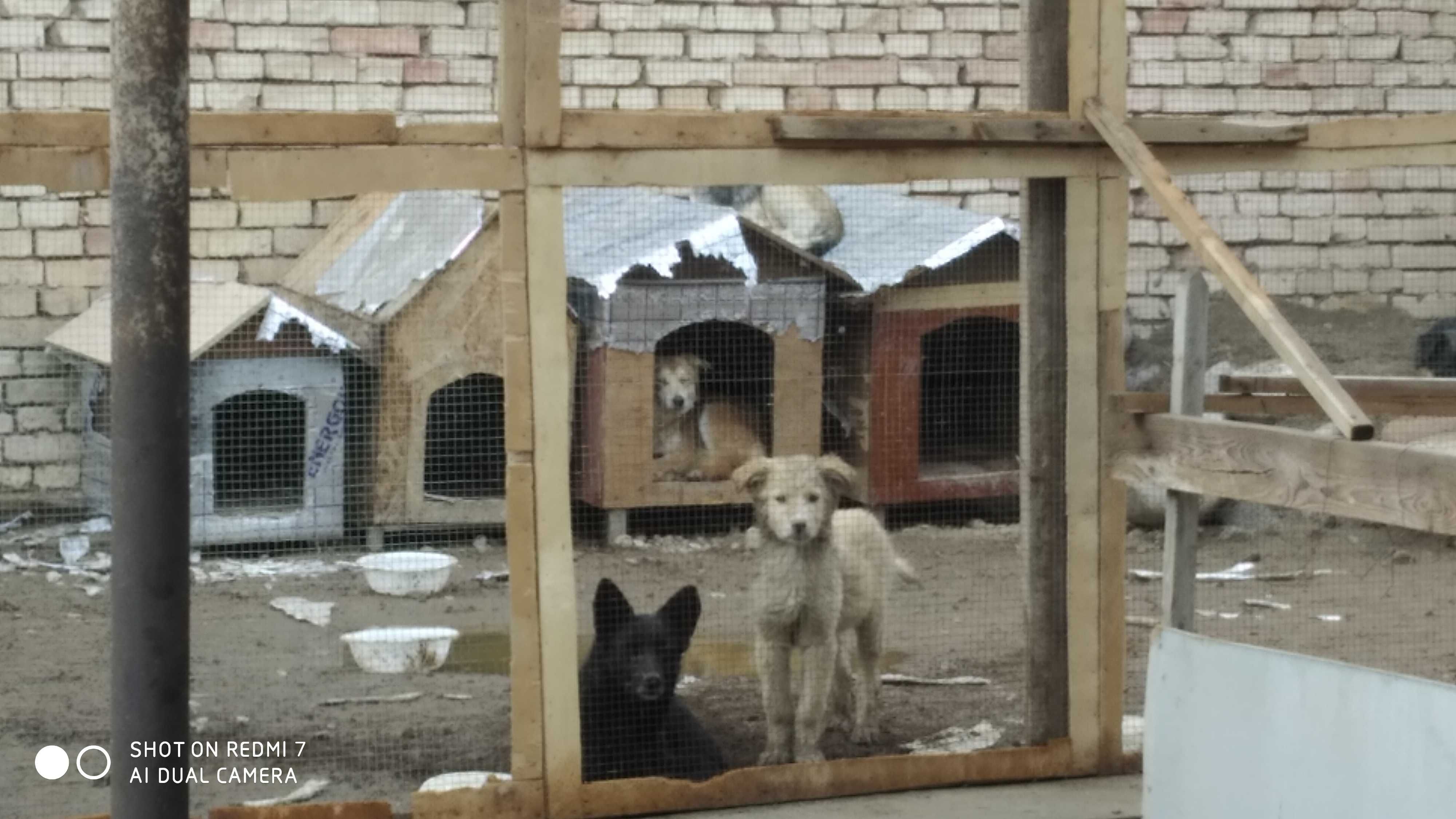 Отдам даром в хорошие руки