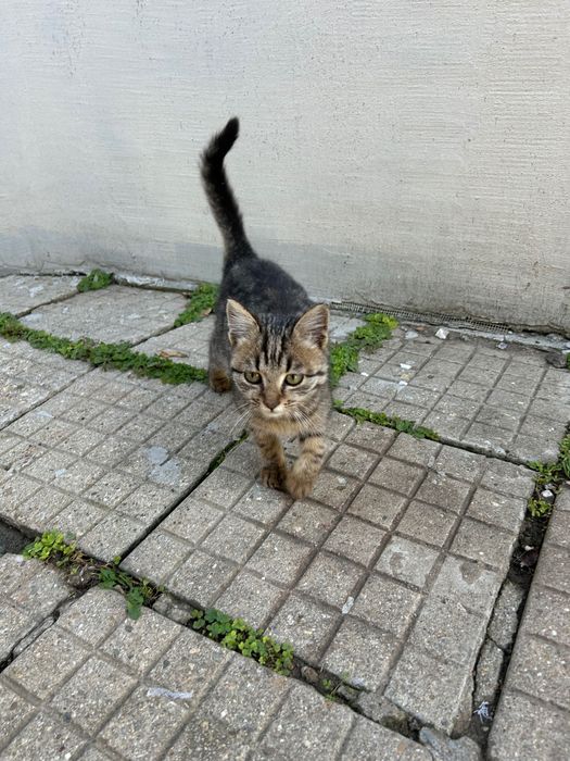 Подарявам 2 малки котета