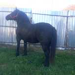 Manza neagra de 3 ani